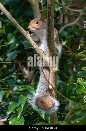 Ostgrauhörnchen (Sciurus carolinensis) auf einem Baumzweig im Herbst in England, Großbritannien. Vertikales Hochformat. Stockfoto