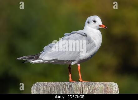 Seitenansicht einer Schwarzkopfmöwe (Chroicocephalus ridibundus) im Wintergefieder auf einem Posten im Herbst in West Sussex, England, Großbritannien. Stockfoto