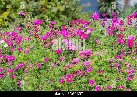 Garden Cosmos (Cosmos bipinnatus, mexikanischer Aster), eine blühende krautige Pflanze mit mauve / rosa Blüten im Herbst in West Sussex, England, UK. Stockfoto