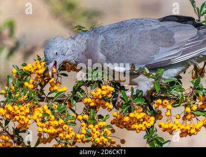 Feral Pigeon (Columba livia domestica) Essen & Füttern von Orangenbeeren aus einem Firethorn (Pyracantha) Strauch im Herbst in West Sussex, England, UK. Stockfoto