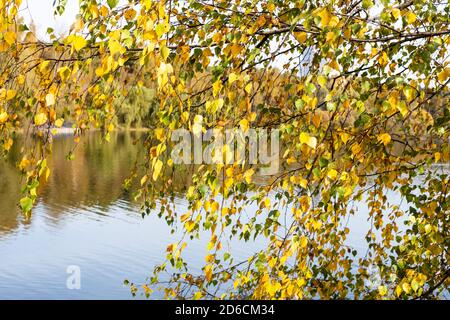 Zweige auf Birke von Sonne und ruhigem Wasser beleuchtet Des Teiches auf dem Hintergrund im Stadtpark am sonnigen Herbst Tag (Fokus auf Blättern im Vordergrund) Stockfoto