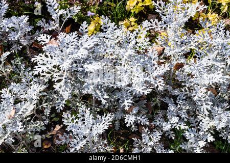 Senecio Cineraria Silberstaub (Silberrautkraut) Pflanze in der Nähe im Blumenbeet an sonnigen Herbsttag Stockfoto