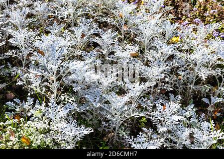 Jacobaea maritima Silberstaub (Silbernes Ragwort) Pflanze in der Nähe im Blumenbeet an sonnigen Herbsttag Stockfoto