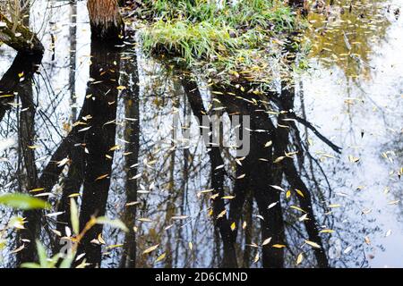 Oberfläche von Sumpf mit abgefallenen Blättern schwimmend auf Wasser und Spiegelung von schwarzen Bäumen am Herbsttag Stockfoto