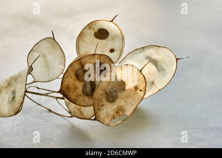 Nahaufnahme von trockenen Samenschoten von Lunaria mit sichtbaren Samen. Lunaria annua, gemeinhin als Silberdollar, Dollarpflanze, Mondwort, Ehrlichkeit. Stockfoto