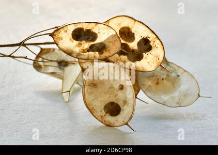 Nahaufnahme von trockenen Samenschoten von Lunaria mit sichtbaren Samen. Lunaria annua, gemeinhin als Silberdollar, Dollarpflanze, Mondwort, Ehrlichkeit. Stockfoto