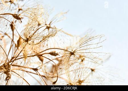 Makro Nahaufnahme von braunen trockenen zarten Hortensien Skelett Blume Blätter auf einem hellblauen Hintergrund. Für den Einsatz als Herbst-, Herbst- oder Beerdigungshintergrund. Stockfoto