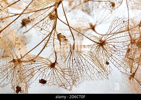 Makro Nahaufnahme von braunen trockenen zarten Hortensien Skelett Blume Blätter auf einem hellblauen Hintergrund. Für den Einsatz als Herbst-, Herbst- oder Beerdigungshintergrund. Stockfoto
