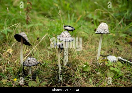 Shaggy Ink Cap funghi mit Tinte um die Basis verteilt, Stockfoto