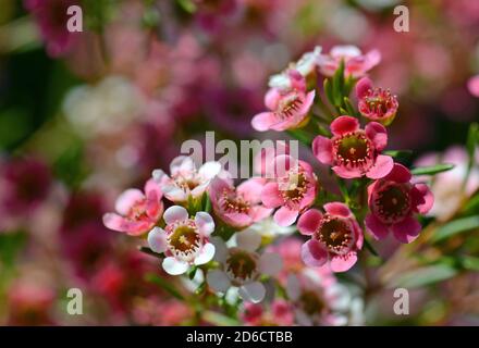 Rote, rosa und weiße Blüten der australischen Chamelaucium-Wachsblüten-Sorte My Sweet Sixteen, Familie Myrtaceae. Stockfoto