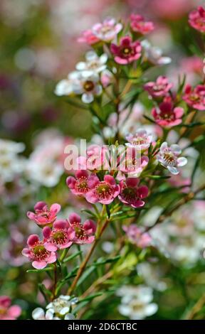 Rote, rosa und weiße Blüten der australischen Chamelaucium-Wachsblüten-Sorte My Sweet Sixteen, Familie Myrtaceae. Stockfoto