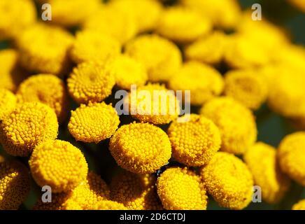 Detailliertes Makrofoto der blühenden Tansy (Tanacetum vulgare). Flacher Freiheitsgrad Stockfoto