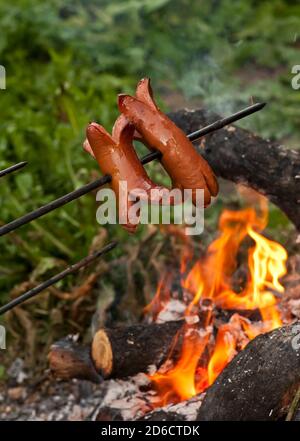 Traditioneller tschechischer Grill - Würste auf einem Stock gebraten Das Lagerfeuer Stockfoto