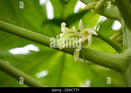 Papaya Blume und Früchte auf dem Feld Stockfoto