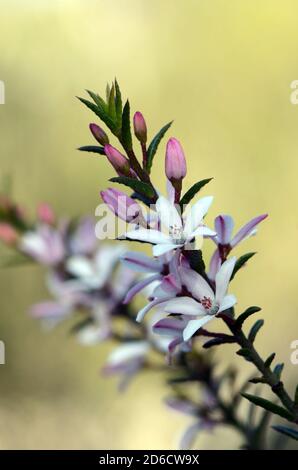 Weiße und rosa Blüten der australischen einheimischen Box Leaf Waxflower, Philotheca buxifolia, Familie Rutaceae, in Woodland, Sydney, NSW, Australien Stockfoto