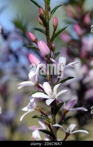 Weiße und rosa Blüten der australischen einheimischen Box Leaf Waxflower, Philotheca buxifolia, Familie Rutaceae, in Woodland, Sydney, NSW, Australien. Winter Stockfoto