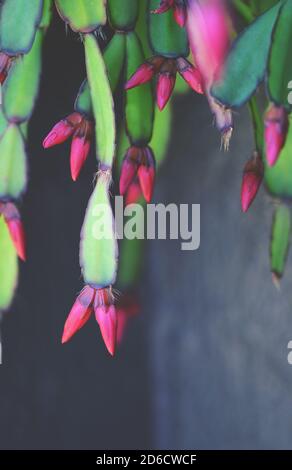 Blütenknospen und Laub des rosa Zygocactus Hatiora gaertneri, Familie Rhipsalideae, vor dunklem Hintergrund. Auch bekannt als der Osterkaktus oder W Stockfoto