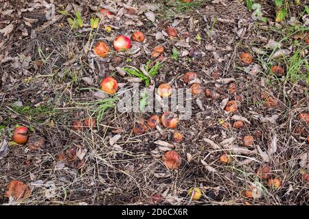 Herbst, Monat Oktober, verfaulende Äpfel auf den Boden gefallen Stockfoto