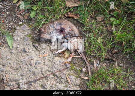 Große braune Ratte wurde erschossen und liegt auf dem Straßenrand mit Darm aus Stockfoto