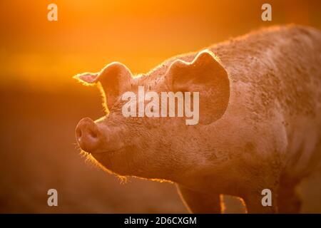 Schweine essen auf einer Wiese in einem organischen Fleisch Farm Stockfoto