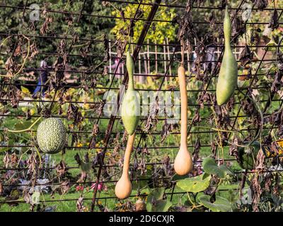 Cucurbit Plantage in Paris Jardin des Plantes Stockfoto