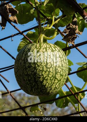 Cucurbit Plantage in Paris Jardin des Plantes Stockfoto