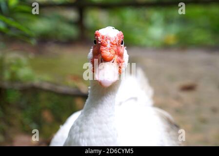Kopfaufnahme einer weißen Ente mit rotem Kopf in okinawa japan, Luxusreisen, Abenteuer, wilde Reisen, freie Natur, Wildtierfotografie, Japaner, Stare Stockfoto