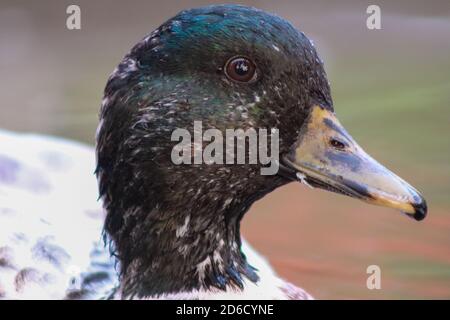 Kopfschuss von Male Snowy Call Ducks . Hochwertige Fotos Stockfoto