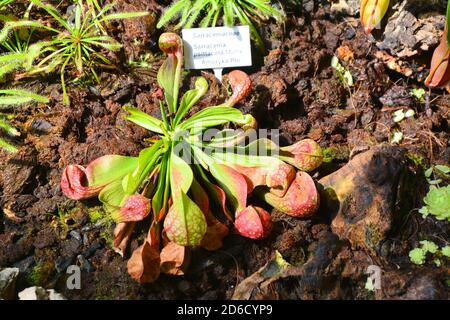 Fleischfressende Kannenpflanzen im botanischen Garten. Sarracenia psittacina. Stockfoto