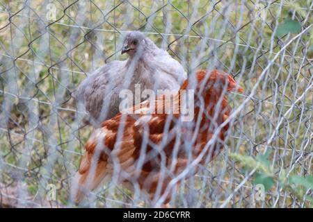 Lavendel Orphington und Golden Comet Hühnerhennen . Hochwertige Fotos Stockfoto