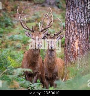 Haltern, NRW, Deutschland. Oktober 2020. Zwei junge Rothirsche (Cervus elaphus) Hirsche schauen neugierig auf die Kamera. Sika-Hirsche, Damhirsche und Rothirsche im Granat Nature Reserve zeigen in der Oktobersonne saisonales Brunnenverhalten und wetteifern um die Aufmerksamkeit der Weibchen in ihrer Herde. Die Hirsche leben in einer halb-wilden Umgebung in Grasland und Wäldern. Kredit: Imageplotter/Alamy Live Nachrichten Stockfoto