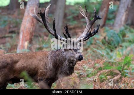 Haltern, NRW, Deutschland. Oktober 2020. Ein großer Hirsch mit Schlamm auf seinem Geweih. Sika-Hirsche, Damhirsche und Rothirsche im Granat Nature Reserve zeigen in der Oktobersonne saisonales Brunnenverhalten und wetteifern um die Aufmerksamkeit der Weibchen in ihrer Herde. Die Hirsche leben in einer halb-wilden Umgebung in Grasland und Wäldern. Kredit: Imageplotter/Alamy Live Nachrichten Stockfoto