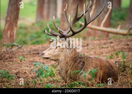 Haltern, NRW, Deutschland. Oktober 2020. Ein großer, älterer Rothirsch nimmt es leicht, offensichtlich nicht in Kampfstimmung. Sika-Hirsche, Damhirsche und Rothirsche im Granat Nature Reserve zeigen in der Oktobersonne saisonales Brunnenverhalten und wetteifern um die Aufmerksamkeit der Weibchen in ihrer Herde. Die Hirsche leben in einer halb-wilden Umgebung in Grasland und Wäldern. Kredit: Imageplotter/Alamy Live Nachrichten Stockfoto