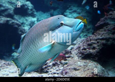 Papageienfische im Ozean in okinawa japan Island Coral Luxus Reise Abenteuer Tourismus Meer Meer blau schöne Tauchen Korallenriff tropisch Stockfoto