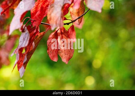 Eine Kupferbuche im Herbst, Chipping, Preston, Lancashire, UK Stockfoto