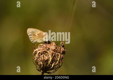 Isoliertes Exemplar von brauner Wiese (Maniola jurtina) auf grünem Blatt und Blume auf natürlichem Hintergrund. Stockfoto