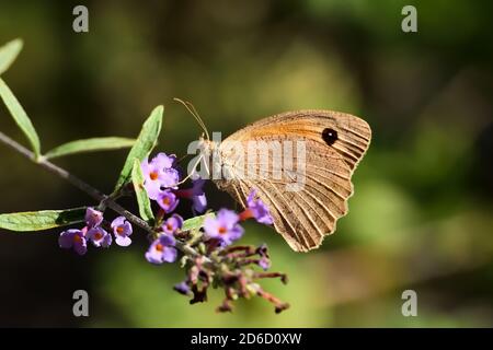 Isoliertes Exemplar von brauner Wiese (Maniola jurtina) auf grünem Blatt und Blume auf natürlichem Hintergrund. Stockfoto