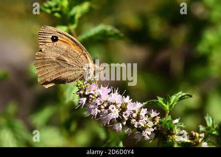 Isoliertes Exemplar von brauner Wiese (Maniola jurtina) auf grünem Blatt und Blume auf natürlichem Hintergrund. Stockfoto