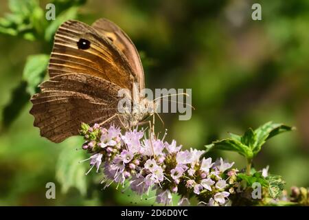 Isoliertes Exemplar von brauner Wiese (Maniola jurtina) auf grünem Blatt und Blume auf natürlichem Hintergrund. Stockfoto