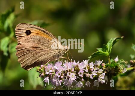 Isoliertes Exemplar von brauner Wiese (Maniola jurtina) auf grünem Blatt und Blume auf natürlichem Hintergrund. Stockfoto