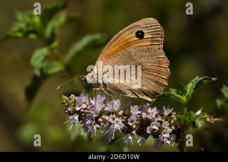 Isoliertes Exemplar von brauner Wiese (Maniola jurtina) auf grünem Blatt und Blume auf natürlichem Hintergrund. Stockfoto