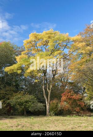 Ein japanischer Pagodenbaum Styphnolobium japonicum aka Chinese Scholar Tree in Ein Garten im Herbst Stockfoto