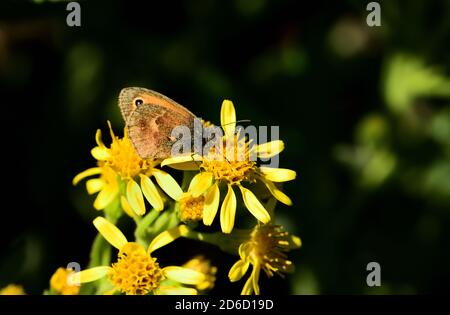 Isoliertes Exemplar von brauner Wiese (Maniola jurtina) auf grünem Blatt und Blume auf natürlichem Hintergrund. Stockfoto