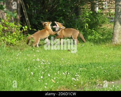 Urban Foxes in Garden' Stockfoto