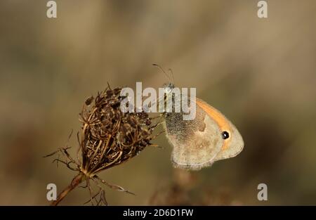 Isoliertes Exemplar von brauner Wiese (Maniola jurtina) auf grünem Blatt und Blume auf natürlichem Hintergrund. Stockfoto