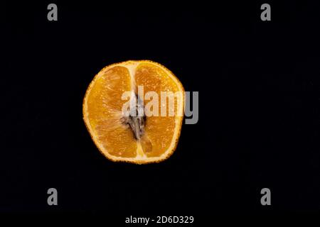 Verdorbene schimmelige Mandarine auf schwarzem Hintergrund, Stockfoto