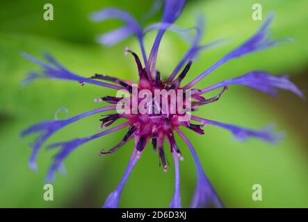 Kornblume im Garten, Chipping, Preston, Lancashire, Großbritannien Stockfoto