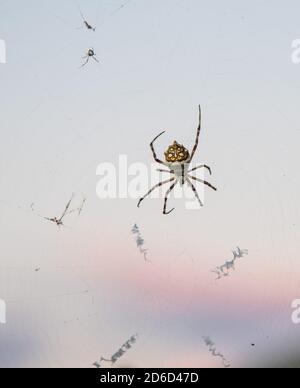 Große, weibliche Orbis Weberspinne auf Netz im Outdoor-Gartenbereich in Christiansted auf St. Croix in der US VI Stockfoto