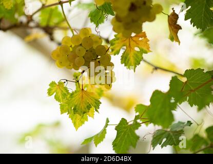 Trauben auf einer Weinrebe in einem Gewächshaus in einem Garten, Chipping, Preston, Lancashire, UK Stockfoto