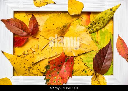 Kreatives Layout aus bunten Herbstblättern und leerem Fotorahmen. Flach liegend. Naturkonzept. Stockfoto